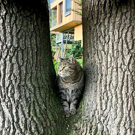 بيت للعطل Treehouse In The Harz National Park