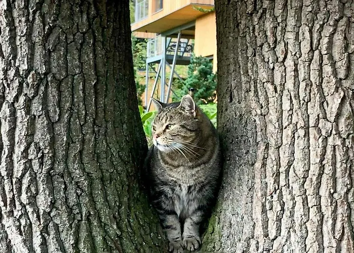 Σπίτι διακοπών Treehouse In The Harz National Park